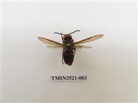 藏品(黃腳虎頭蜂)的圖片